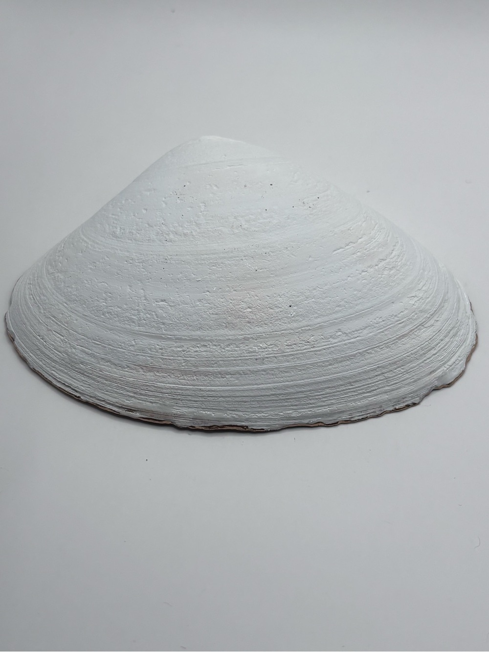 Witchy Décor Trinket Shell Dish with Glittery Witch Motifs - Picture 4 of 4